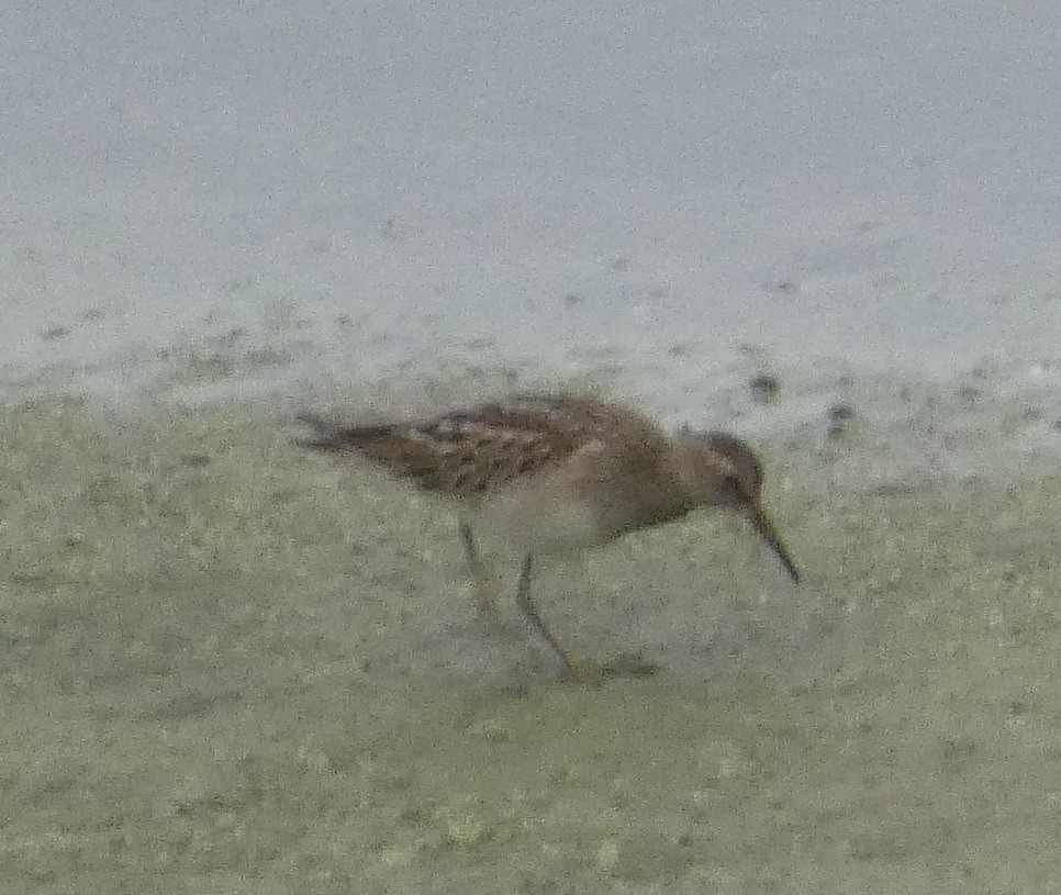 Bécasseau à poitrine cendrée - ML642505368