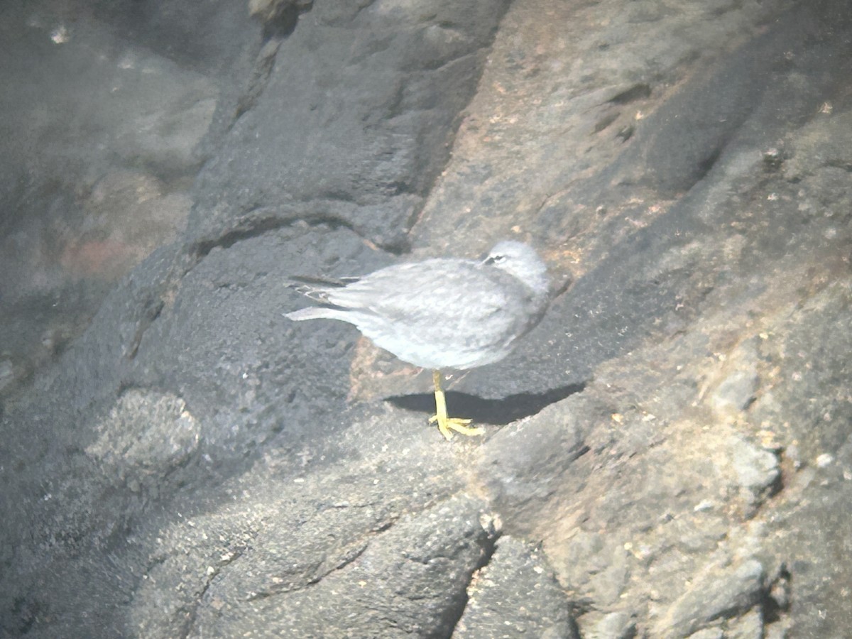 Wandering Tattler - ML642505370