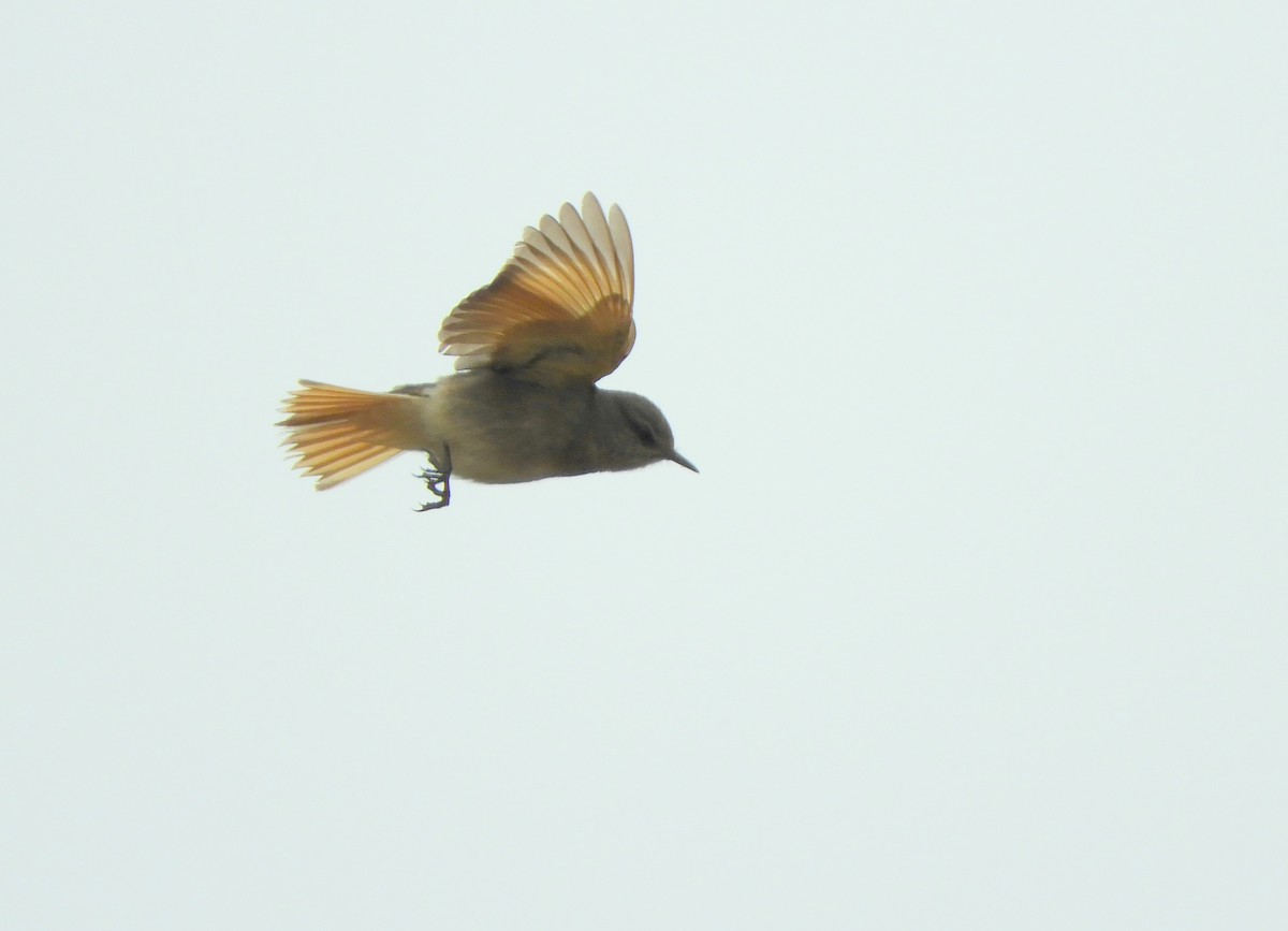 Rufous-webbed Bush-Tyrant - ML642505374