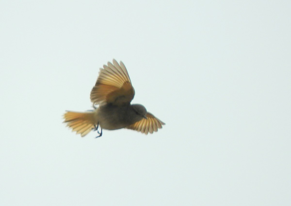 Rufous-webbed Bush-Tyrant - ML642505375