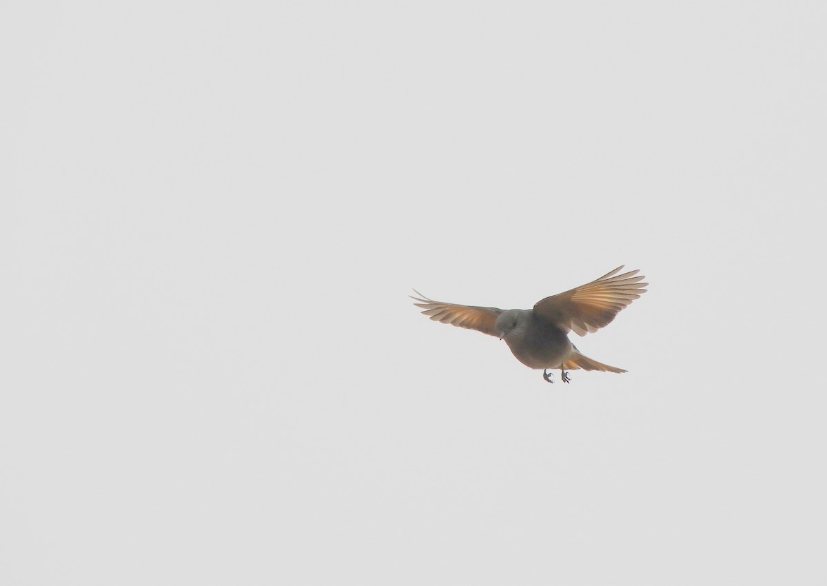 Rufous-webbed Bush-Tyrant - ML642505376