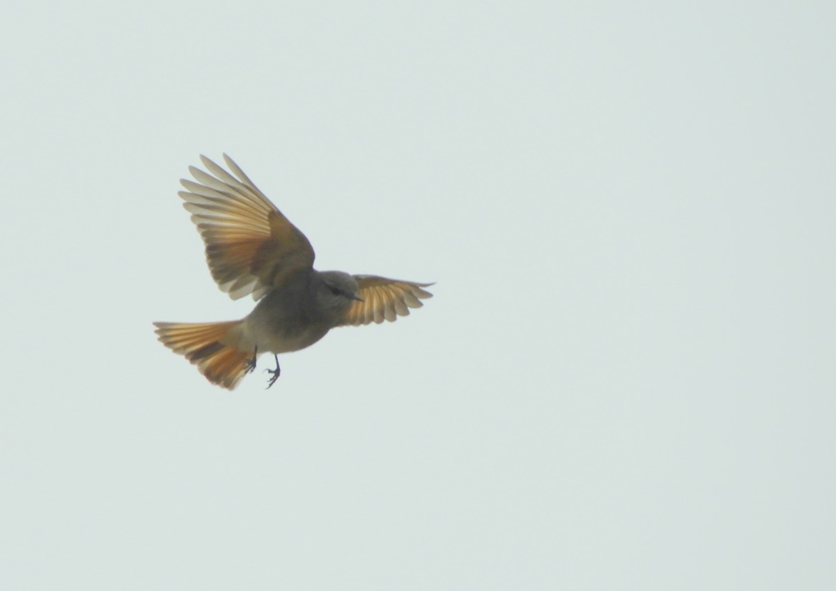 Rufous-webbed Bush-Tyrant - ML642505378