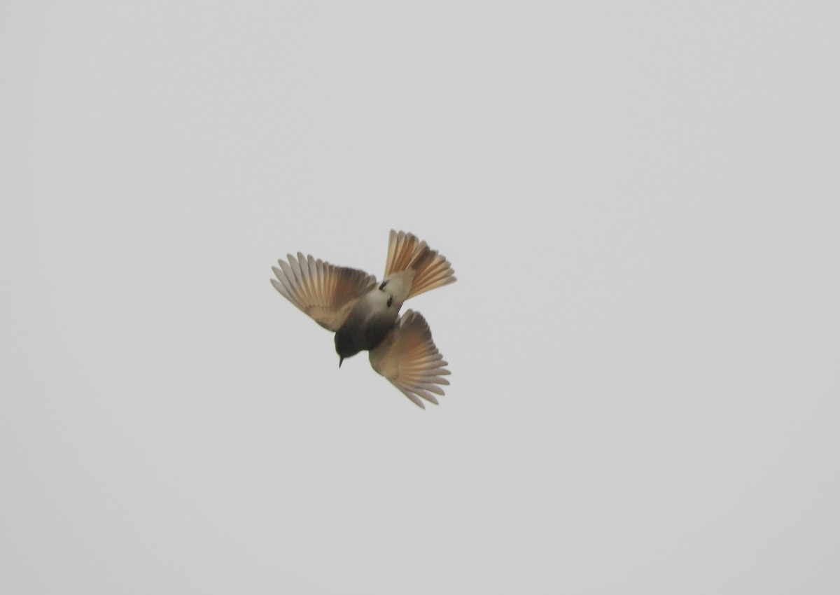 Rufous-webbed Bush-Tyrant - ML642505379