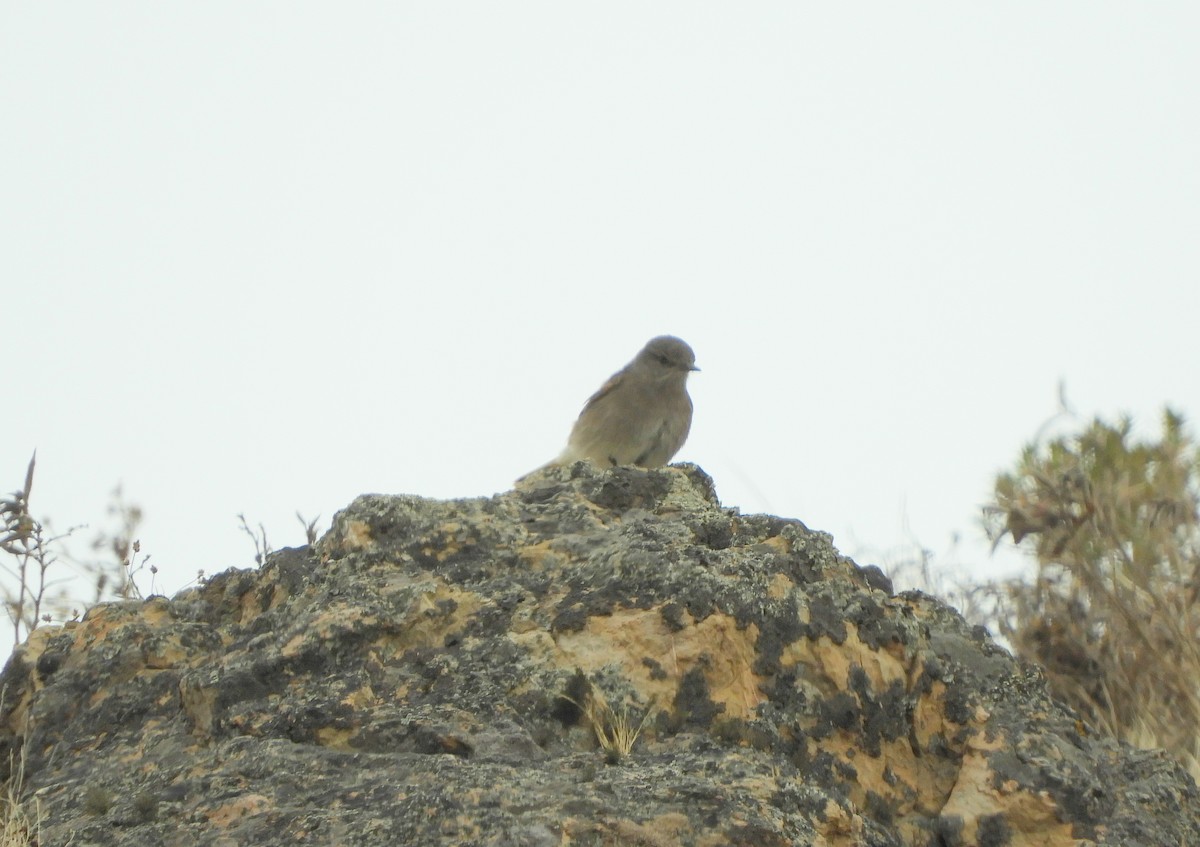 Rufous-webbed Bush-Tyrant - ML642505380
