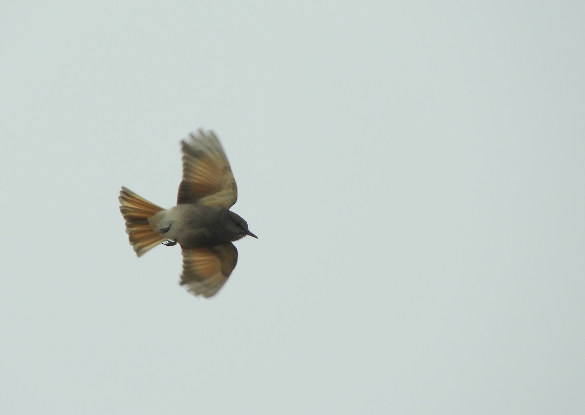 Rufous-webbed Bush-Tyrant - ML642505382