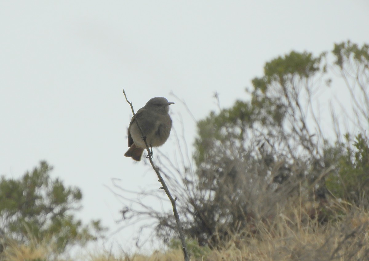 Rufous-webbed Bush-Tyrant - ML642505383
