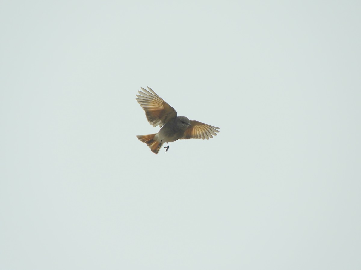 Rufous-webbed Bush-Tyrant - ML642505384