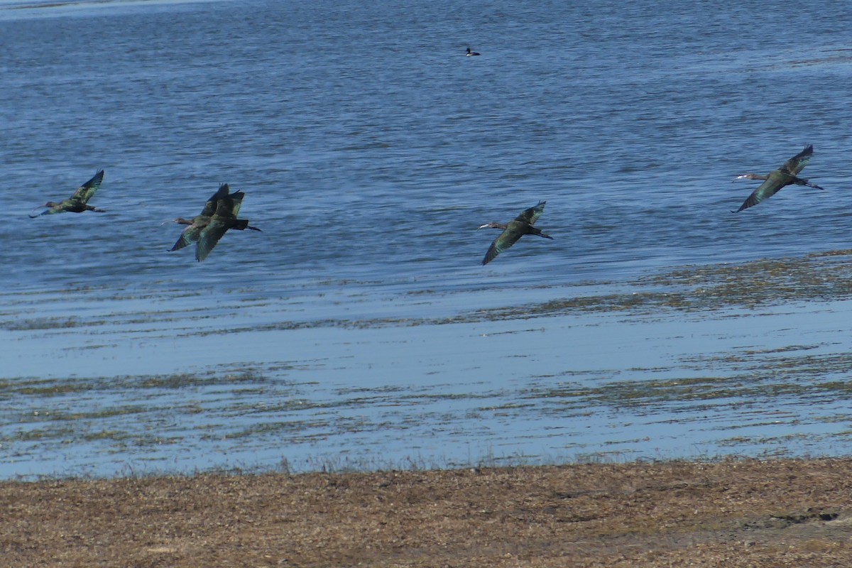 White-faced Ibis - ML642505395