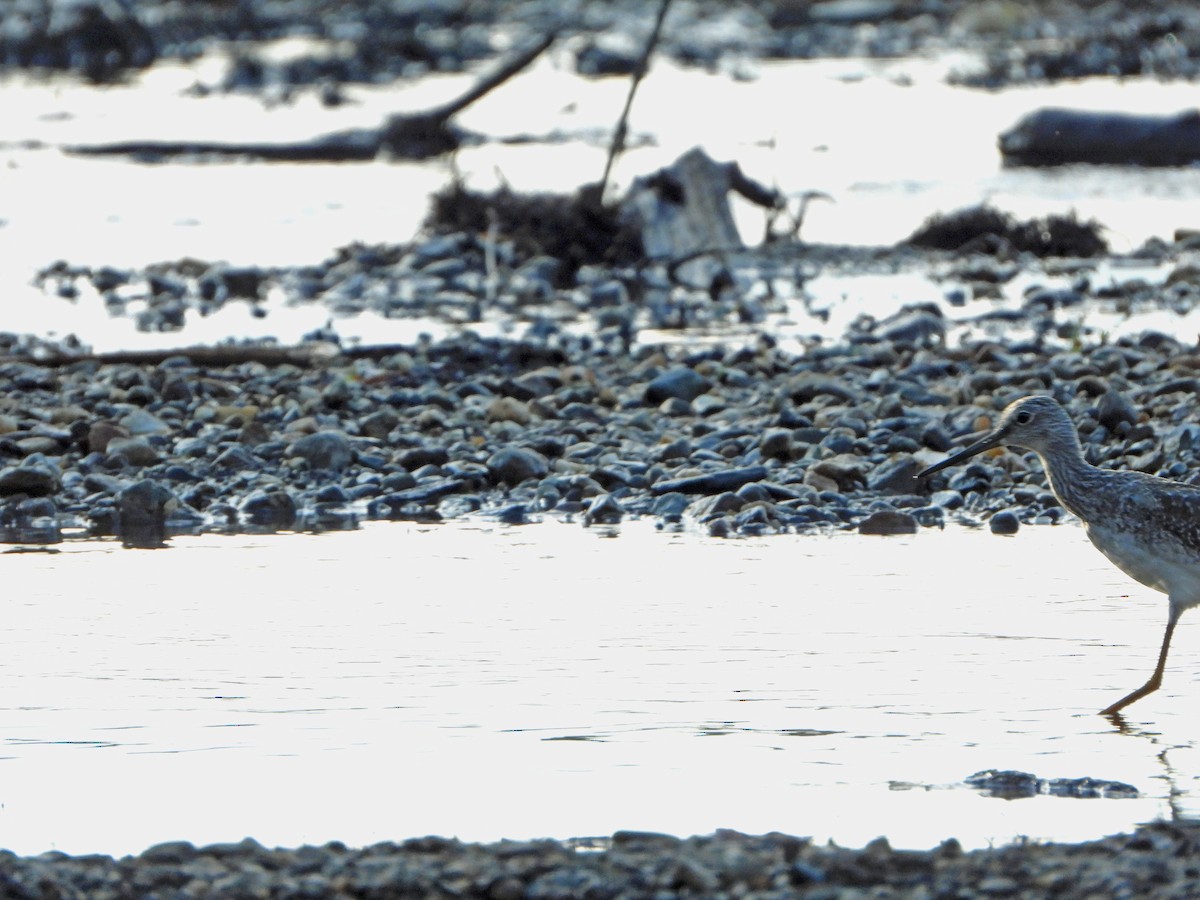 Greater Yellowlegs - ML642505408