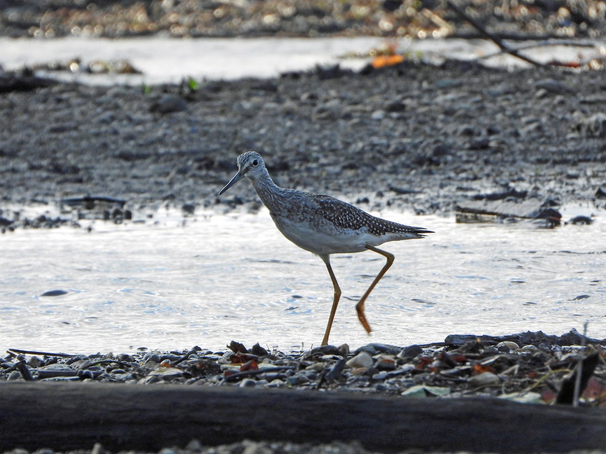 Greater Yellowlegs - ML642505409