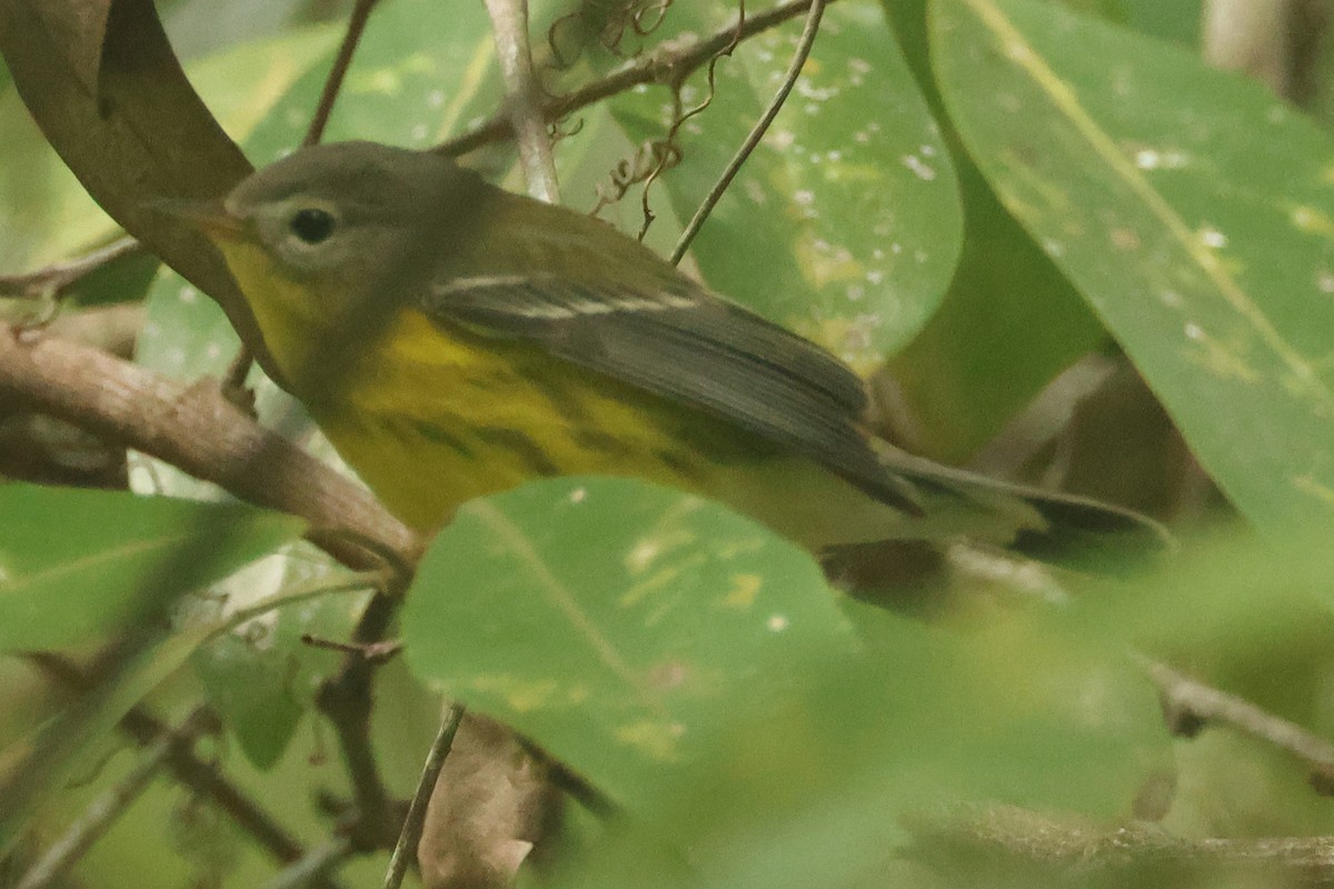 Magnolia Warbler - ML642505411