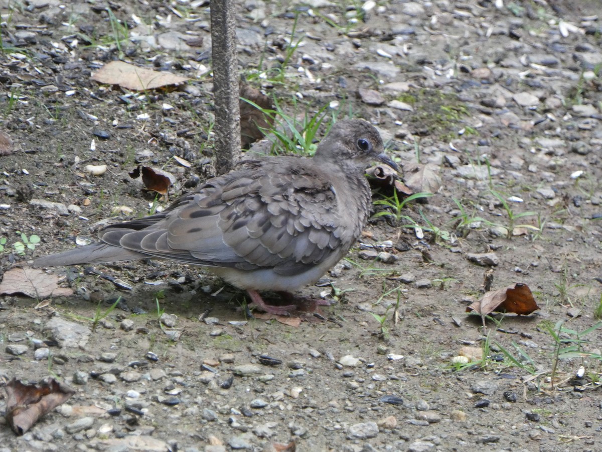 Mourning Dove - ML642505415