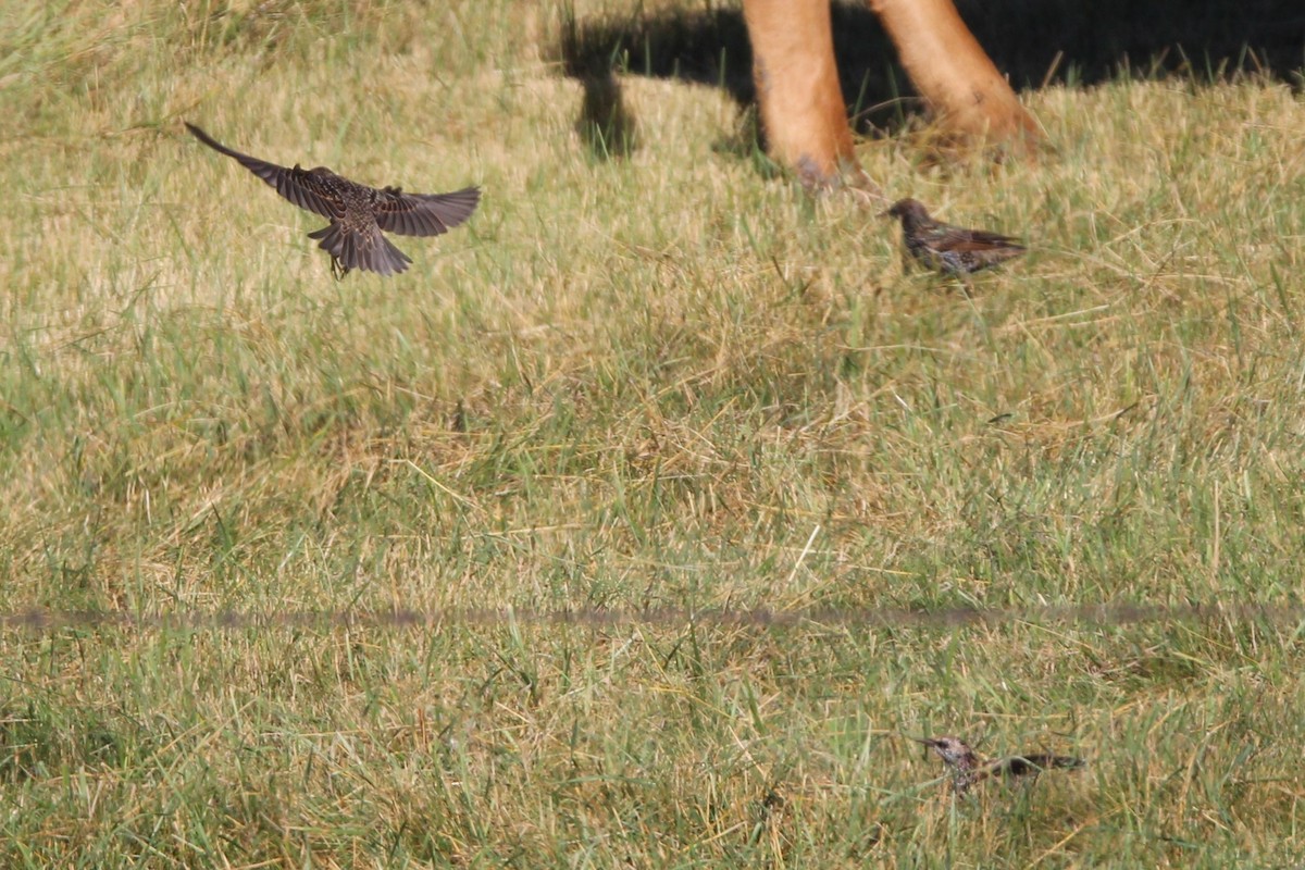 European Starling - ML642505416