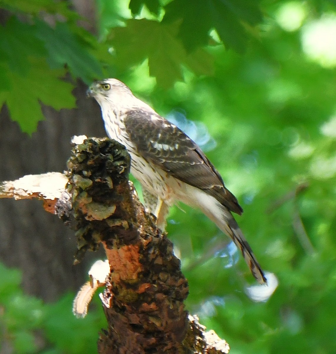 Cooper's Hawk - ML642505425