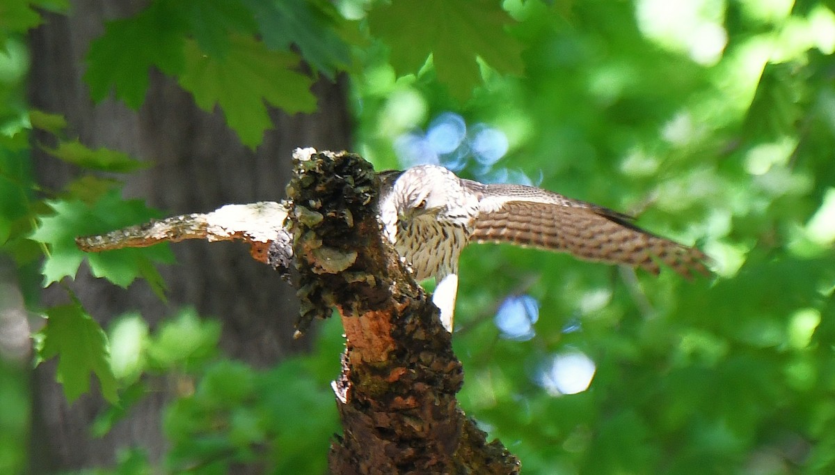 Cooper's Hawk - ML642505426