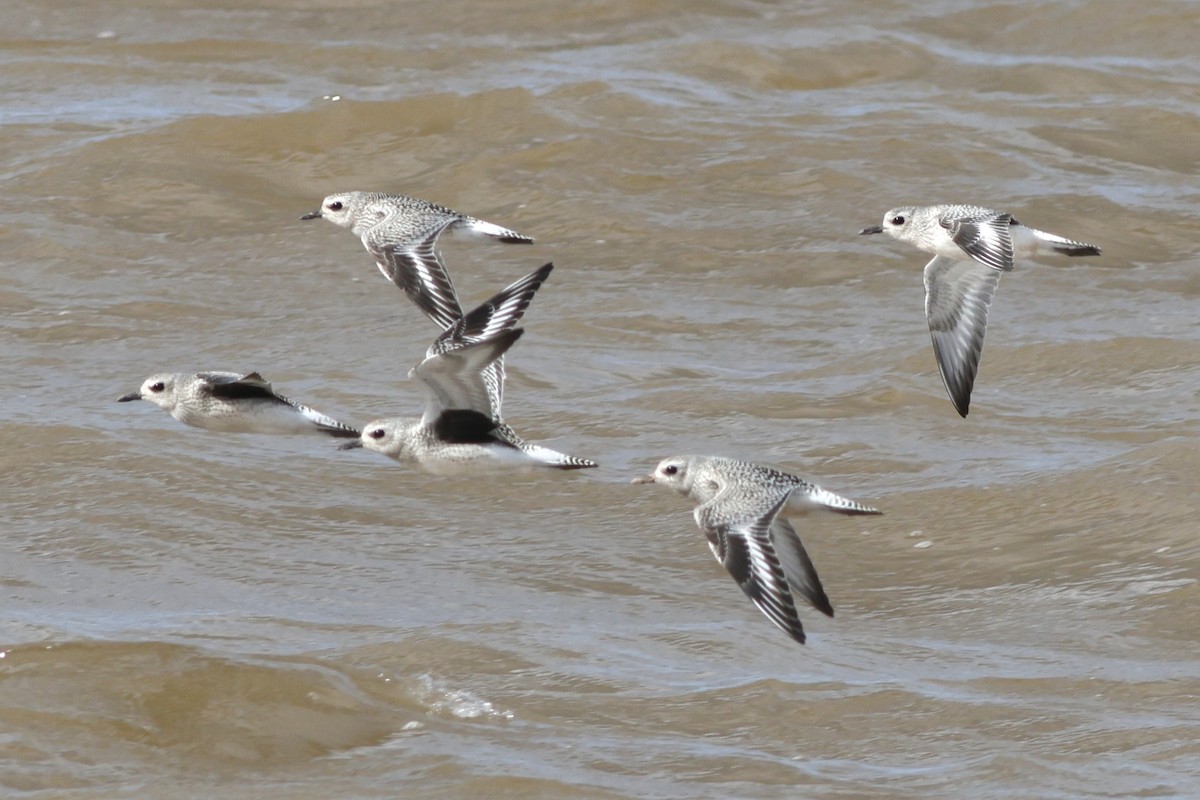Black-bellied Plover - ML642505427