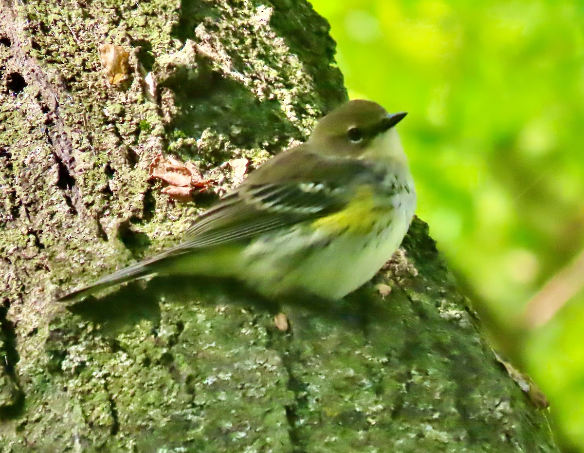 Yellow-rumped Warbler (Myrtle) - ML642505428