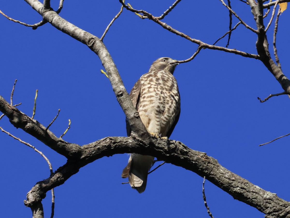 Broad-winged Hawk - ML642505429