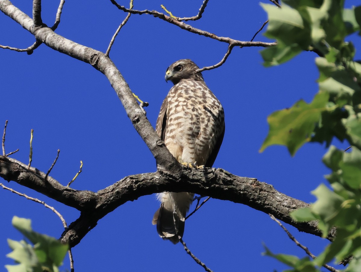 Broad-winged Hawk - ML642505430