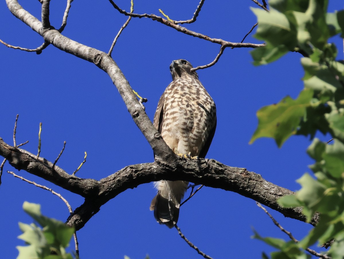 Broad-winged Hawk - ML642505431