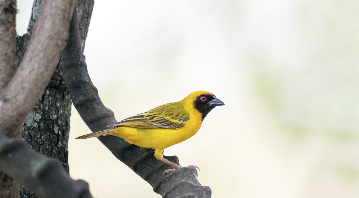 Southern Masked-Weaver - ML642505432