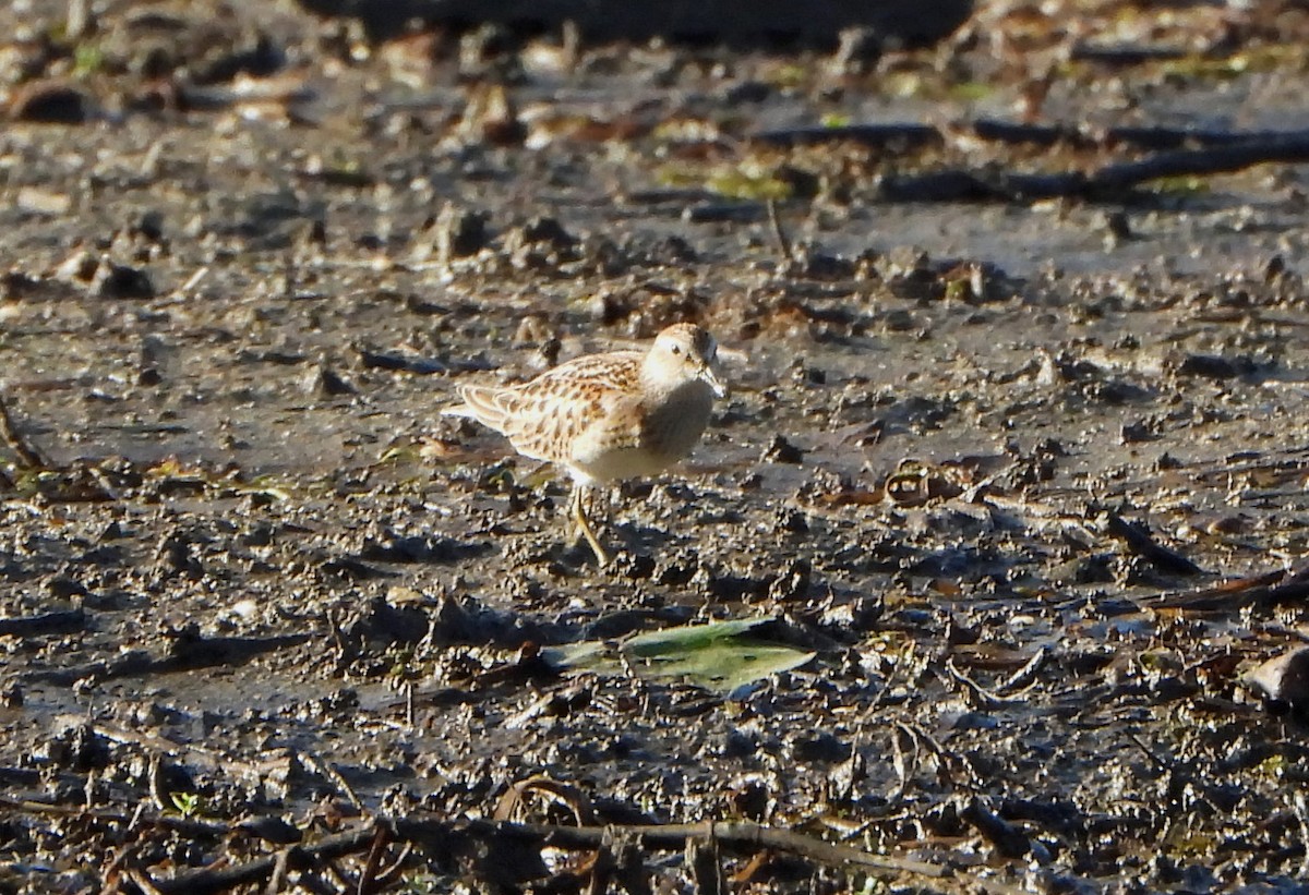 Pectoral Sandpiper - ML642505433