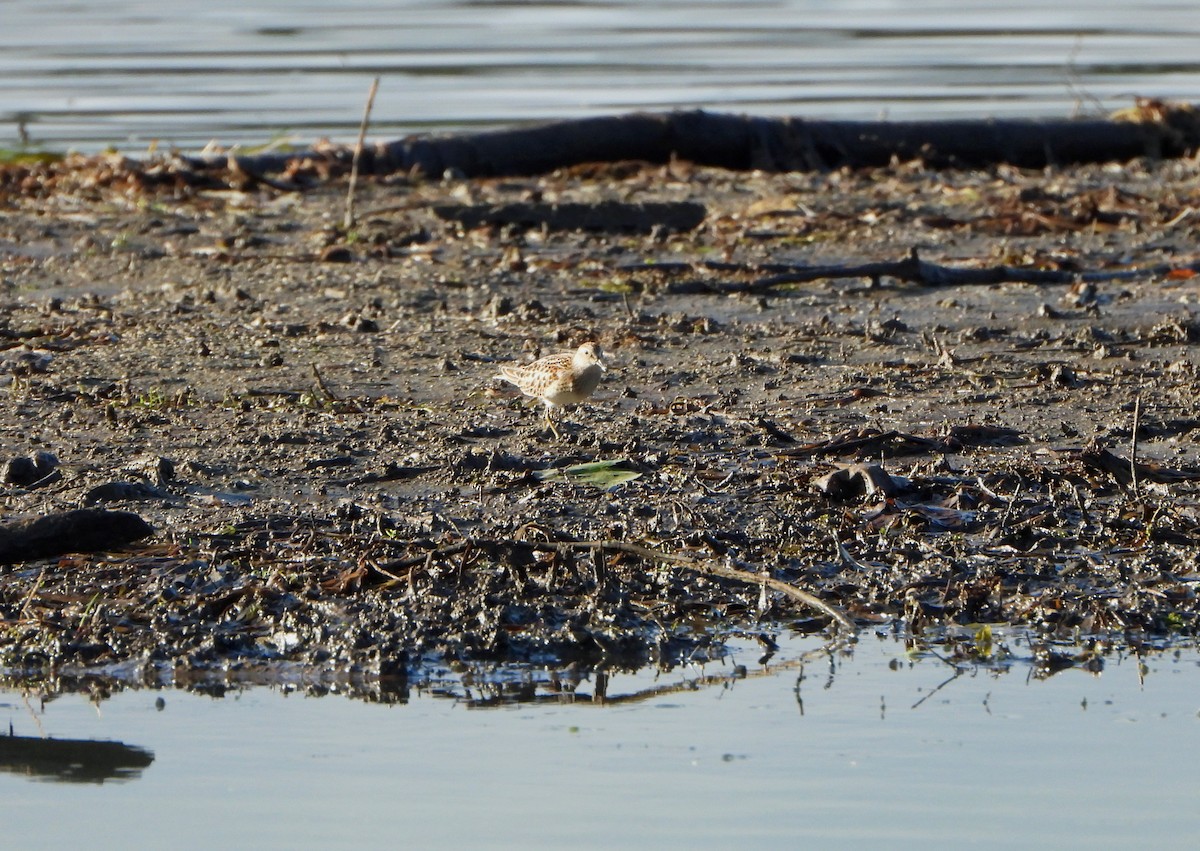 Pectoral Sandpiper - ML642505434