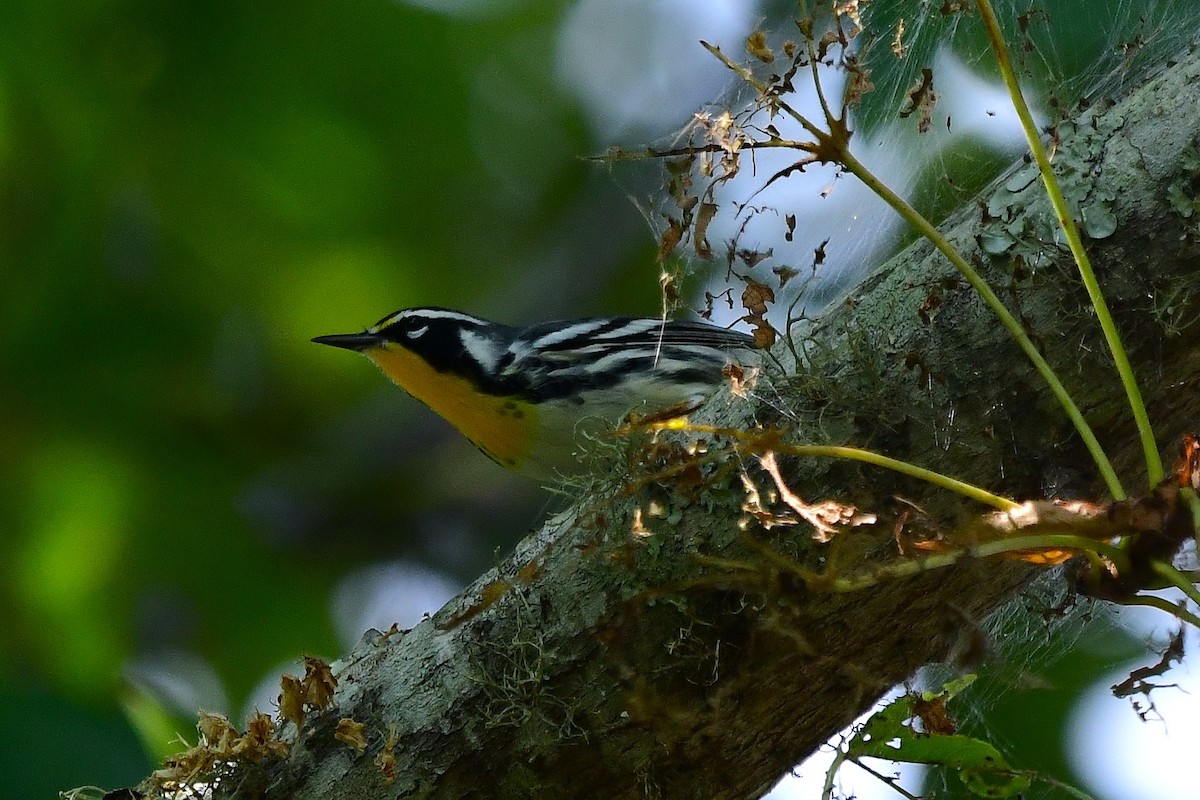 Yellow-throated Warbler - ML642505435