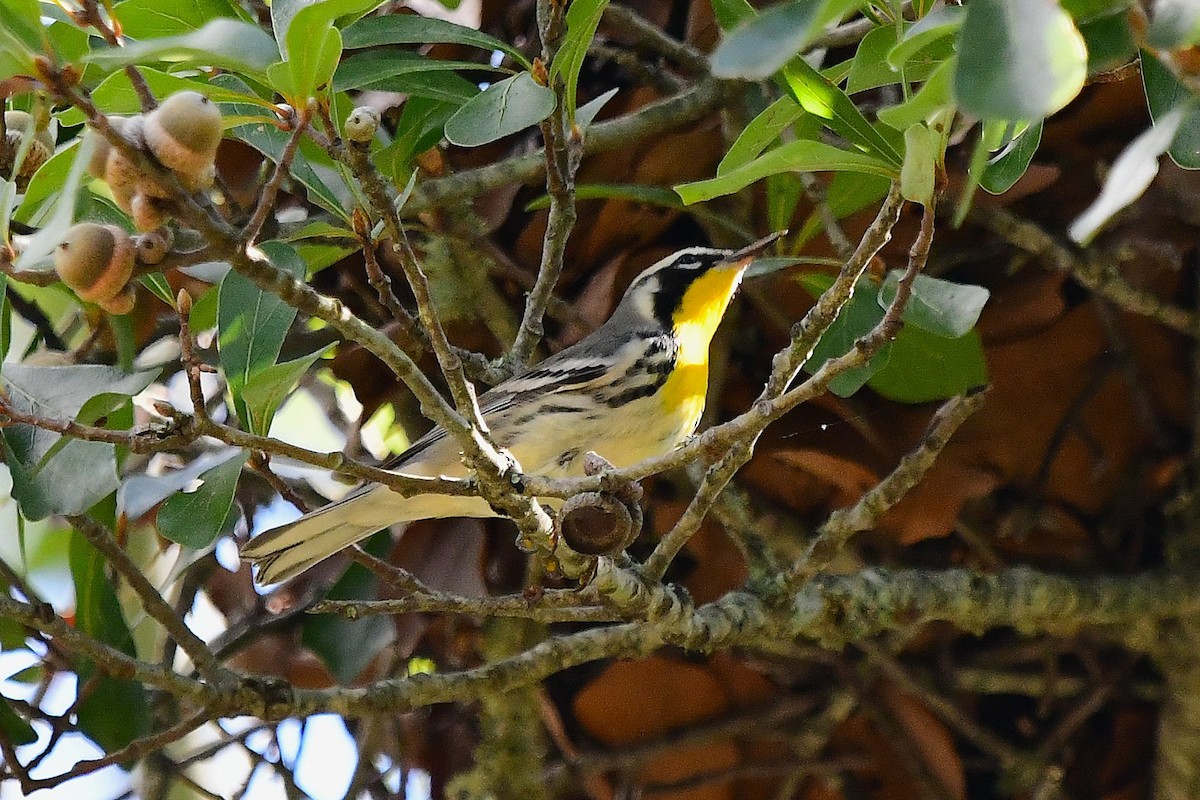 Yellow-throated Warbler - ML642505436