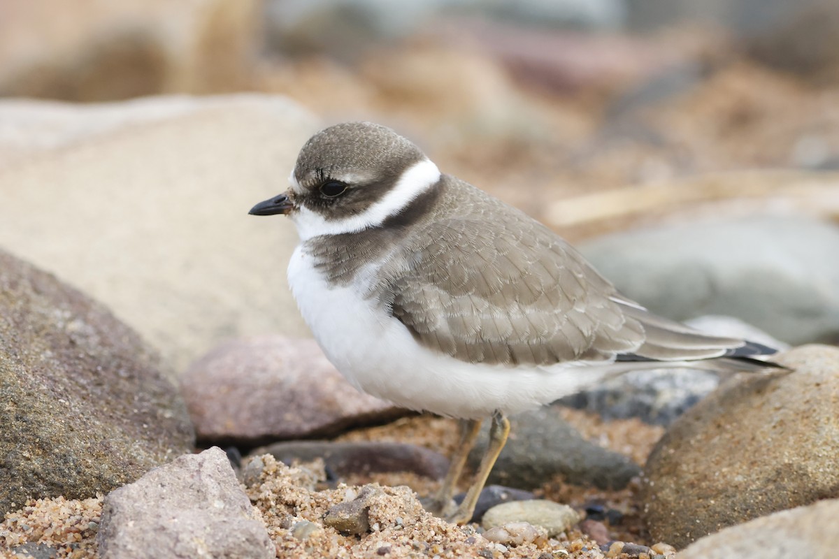 Semipalmated Plover - ML642505437