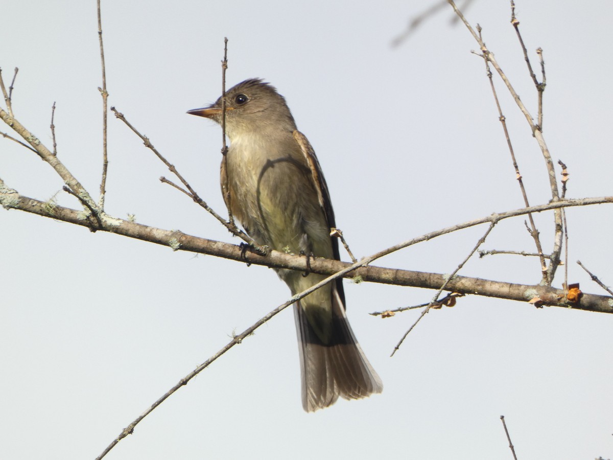 Eastern Wood-Pewee - ML642505441