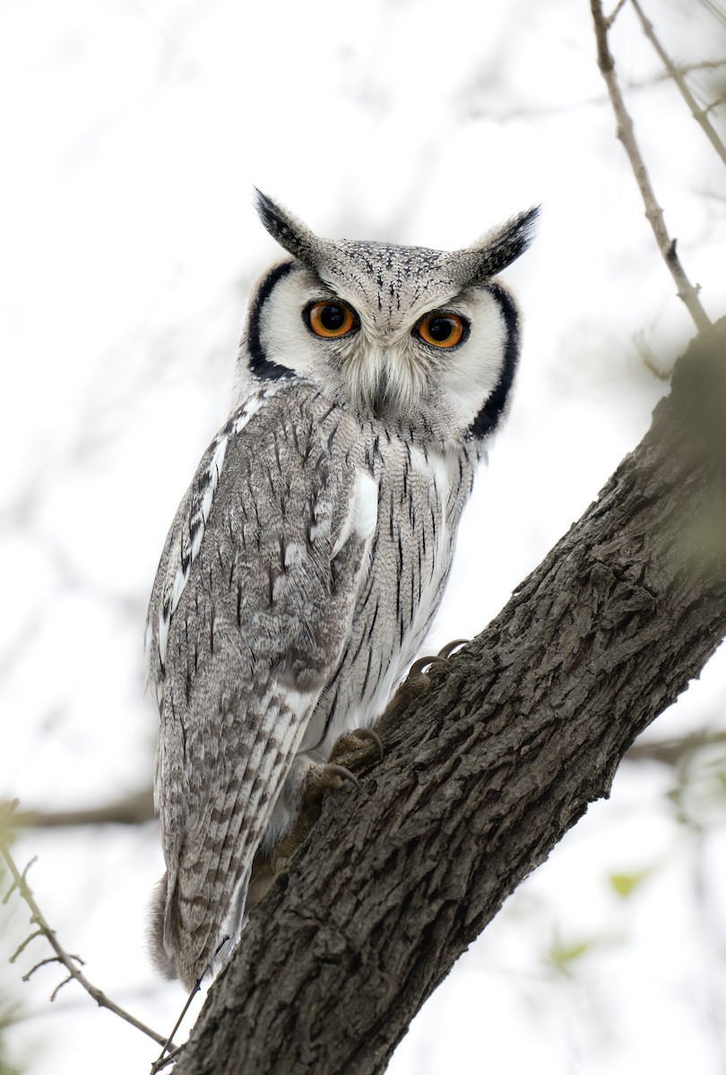 Southern White-faced Owl - ML642505453