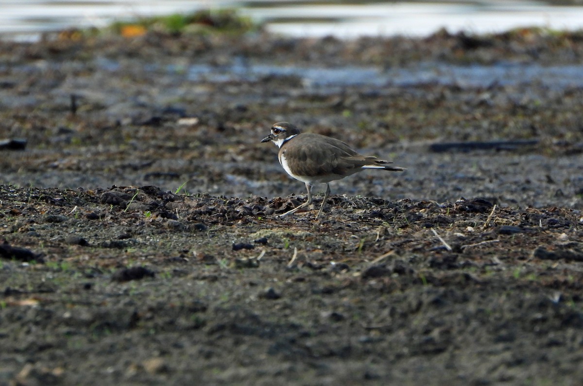 Killdeer - ML642505465