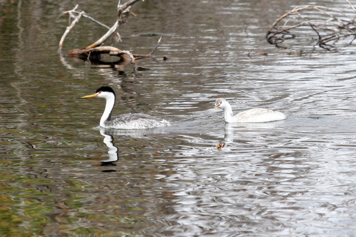 Clark's Grebe - ML642505472