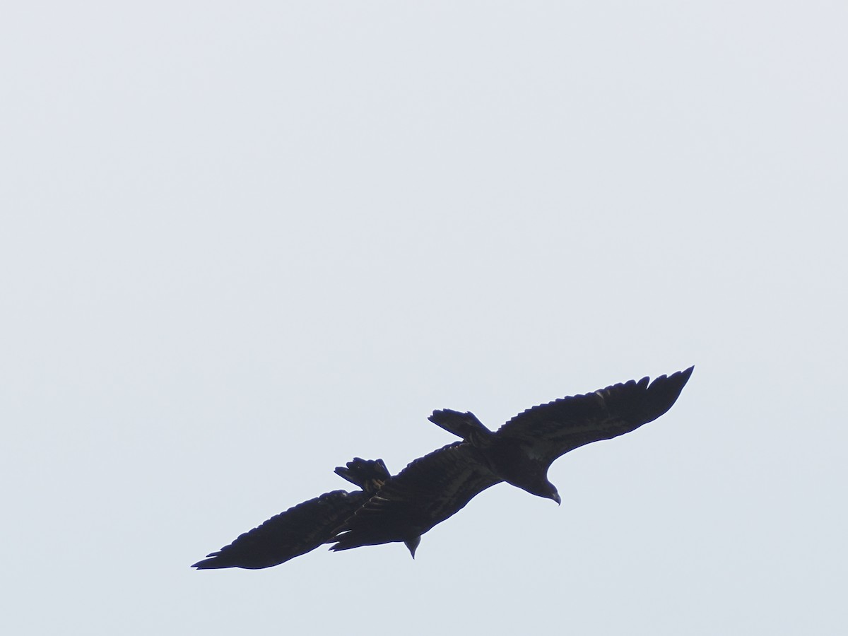 Bald Eagle - ML642505480