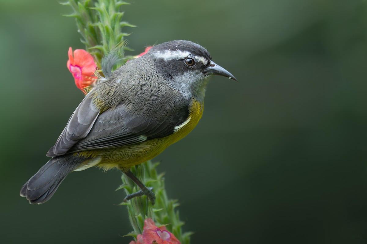 Bananaquit - ML642505482