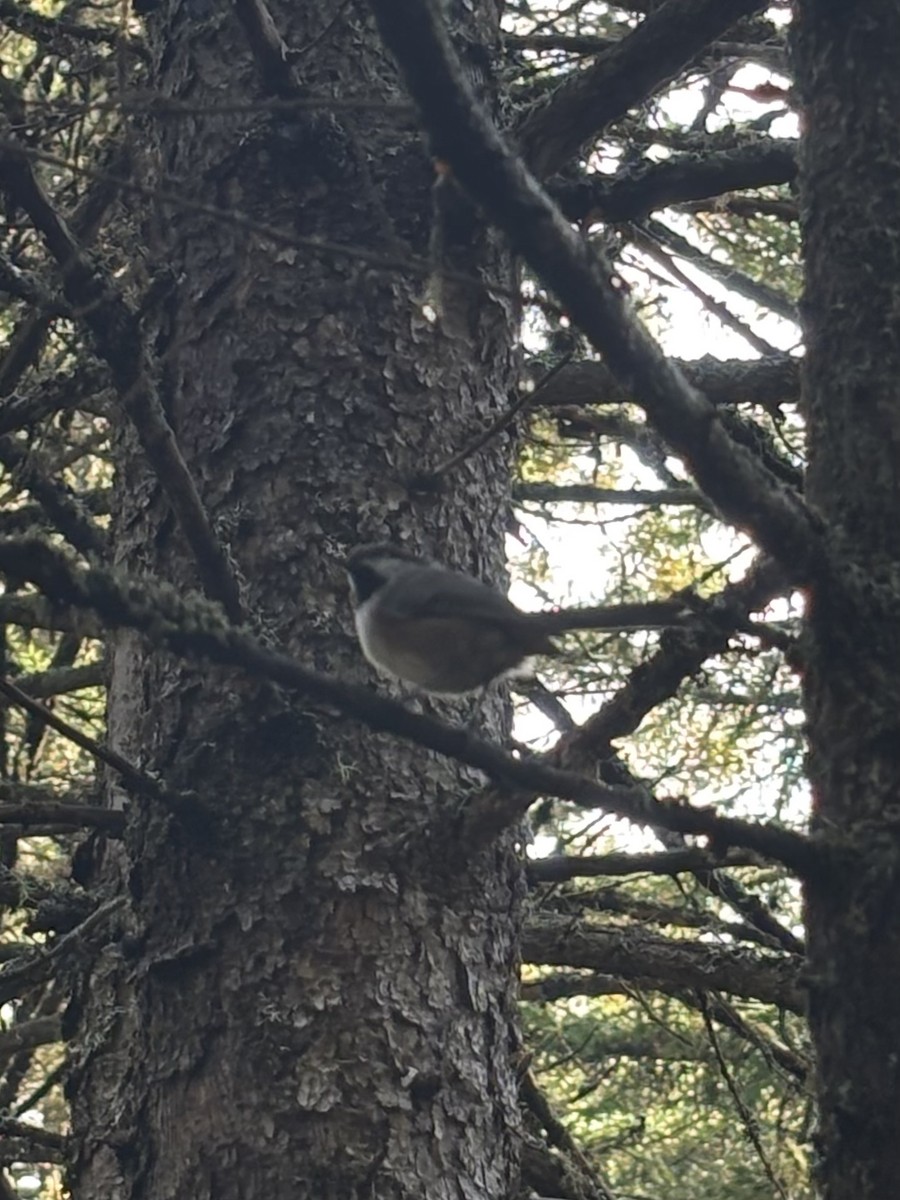 sýkora severní - ML642505505