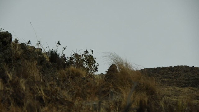 Rufous-webbed Bush-Tyrant - ML642505512