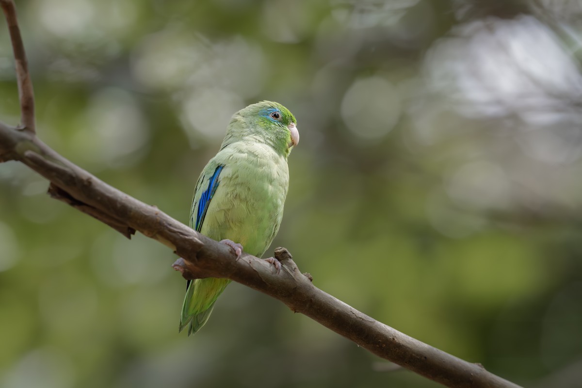 アオメルリハシインコ - ML642505538