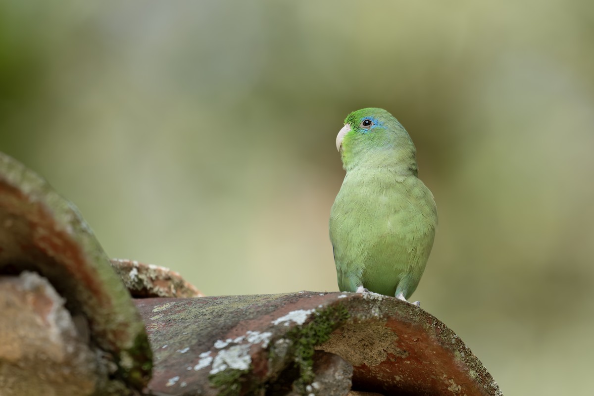 アオメルリハシインコ - ML642505539