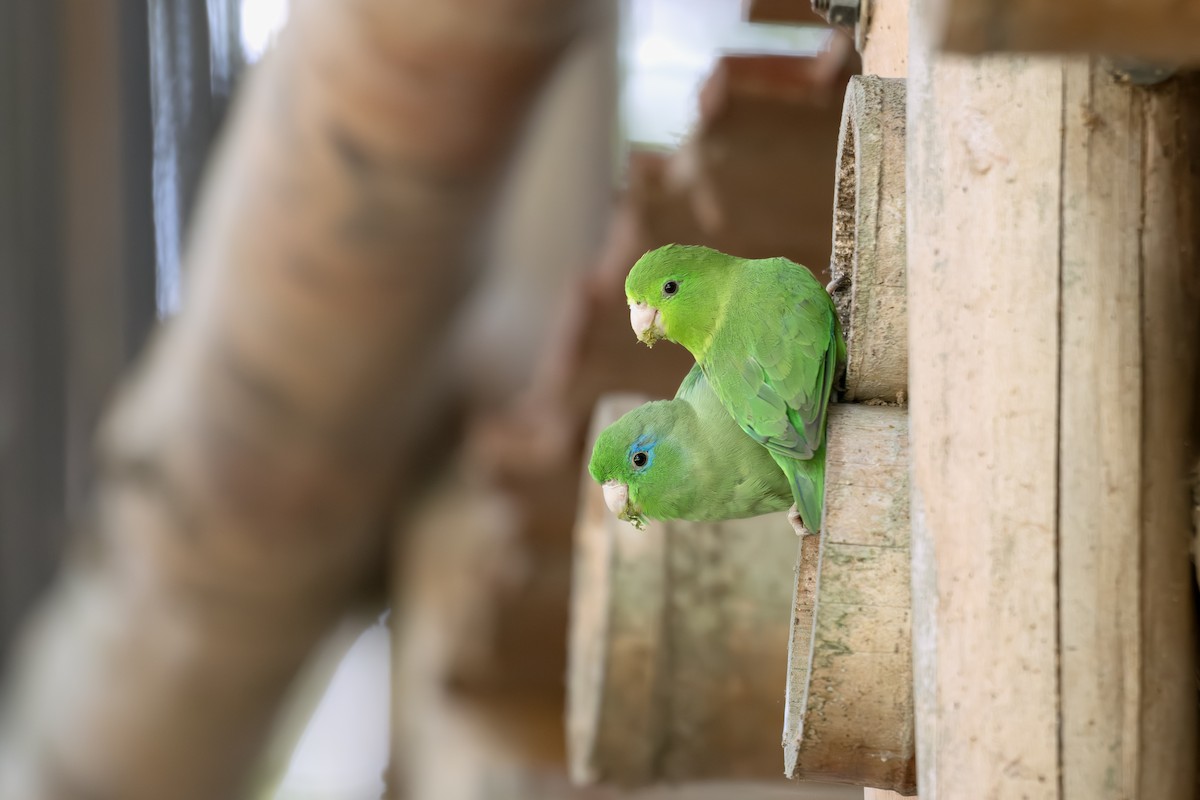 アオメルリハシインコ - ML642505540
