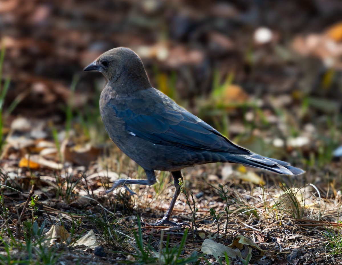 Brewer's Blackbird - ML642505551