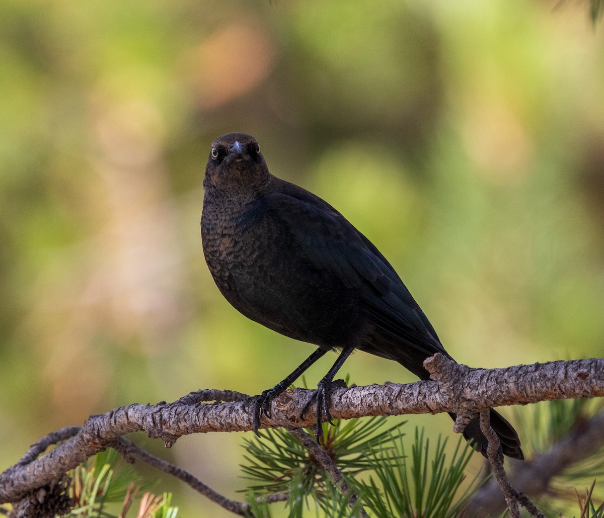 Brewer's Blackbird - ML642505552
