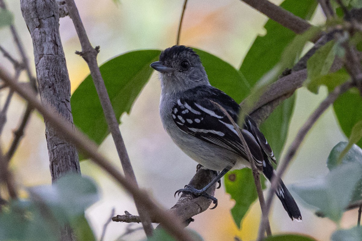 Batara de Pelzeln - ML642505554