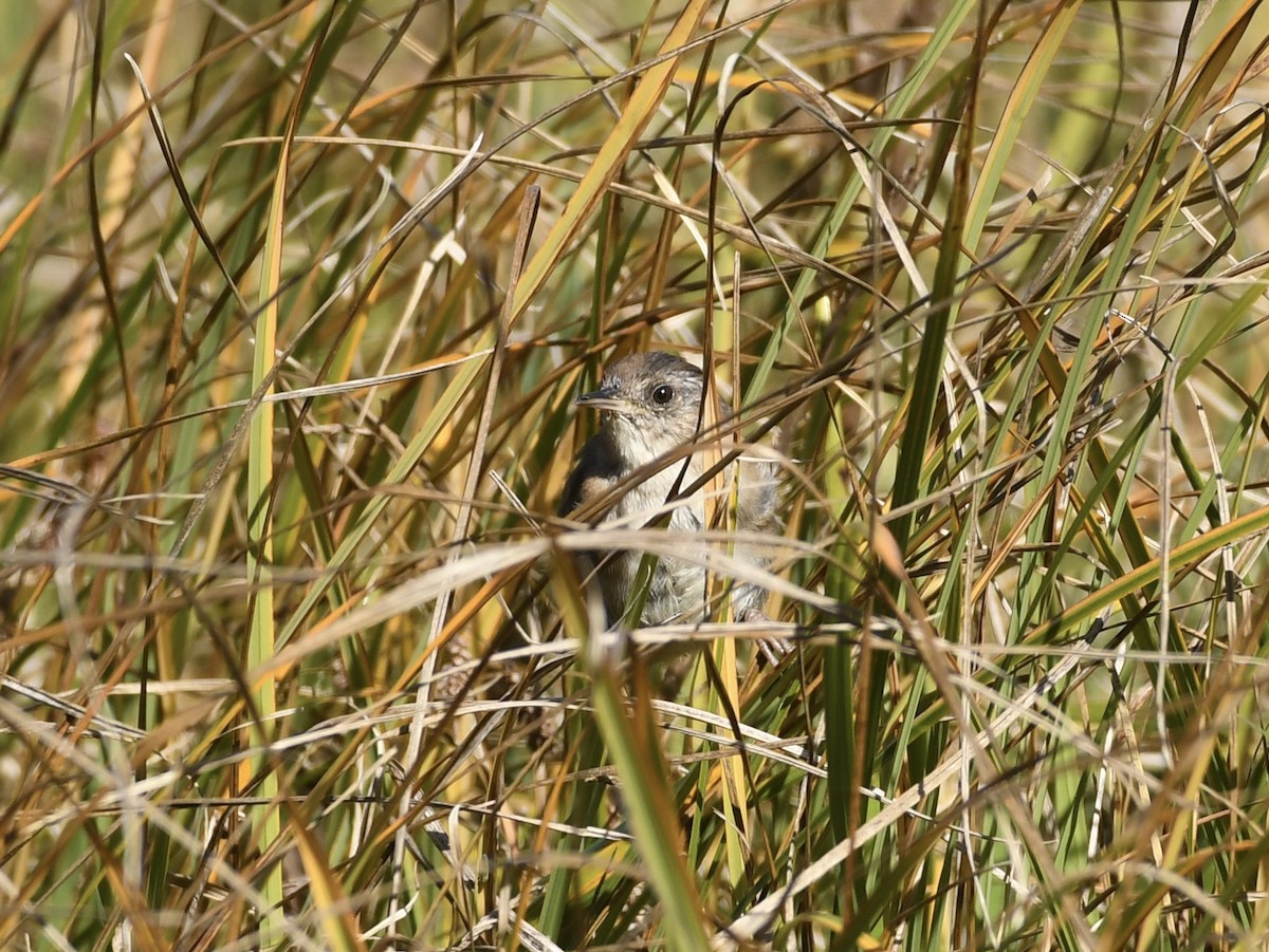 Marsh Wren - ML642505557