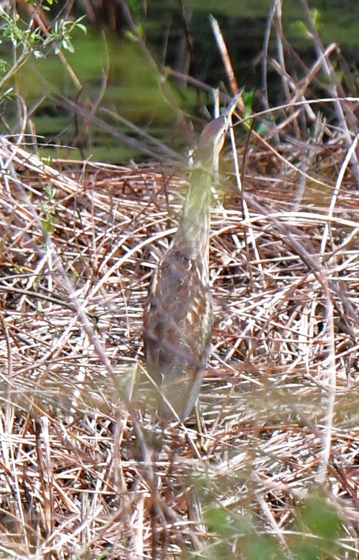 American Bittern - ML642505572