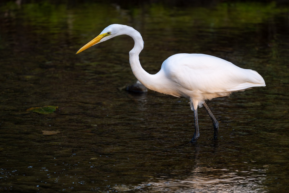 Great Egret - ML642505581