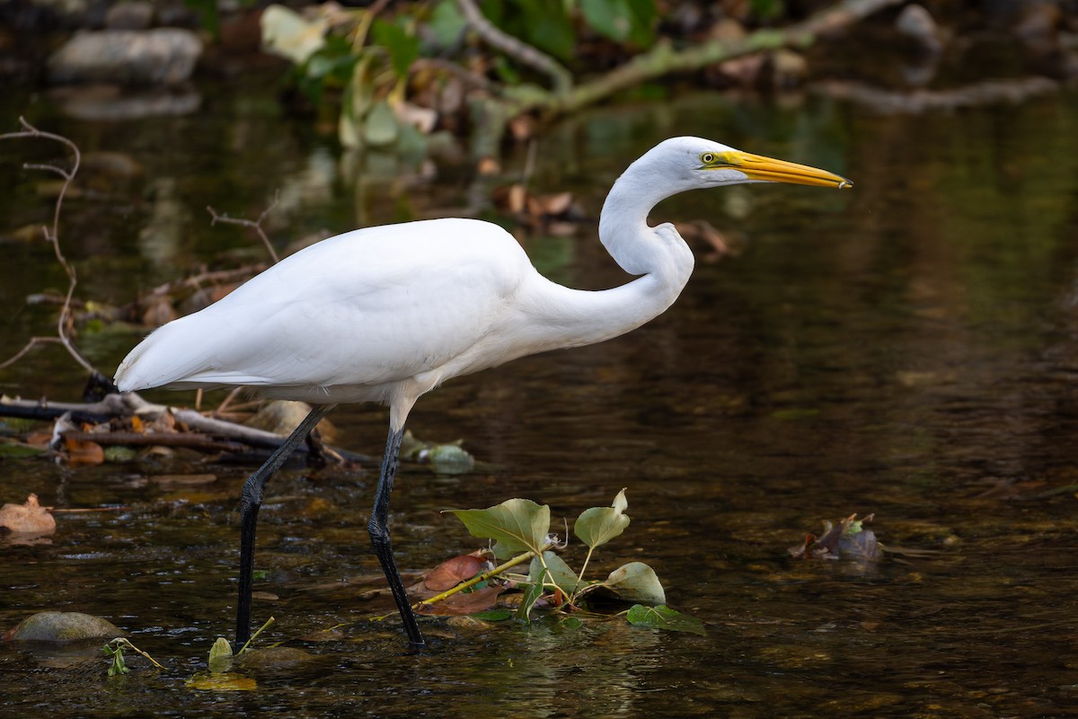 Great Egret - ML642505582