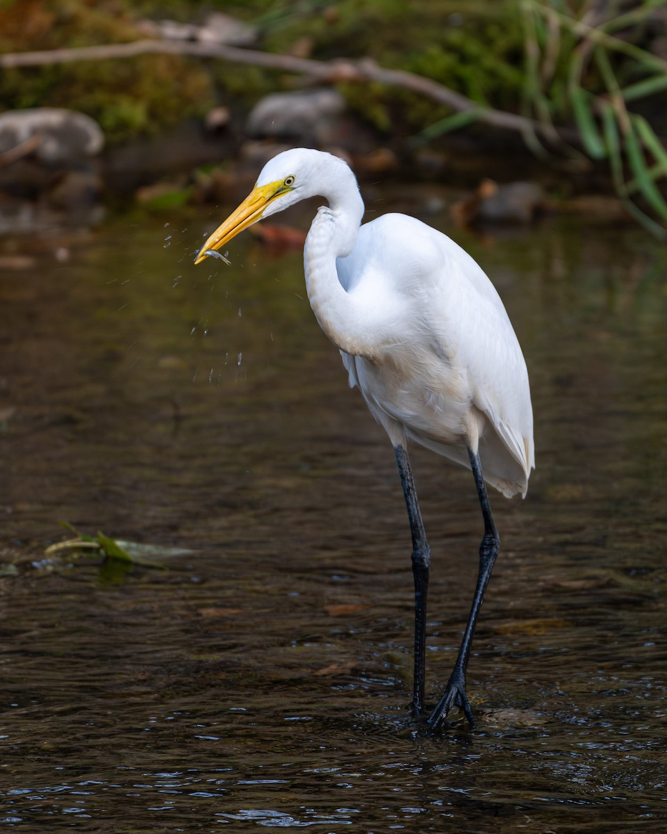Great Egret - ML642505583