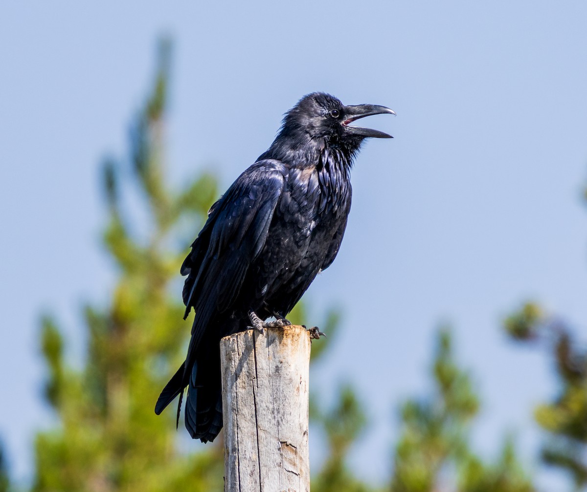 Common Raven - ML642505606